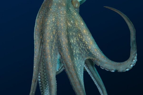Кракен онион kraken dark link