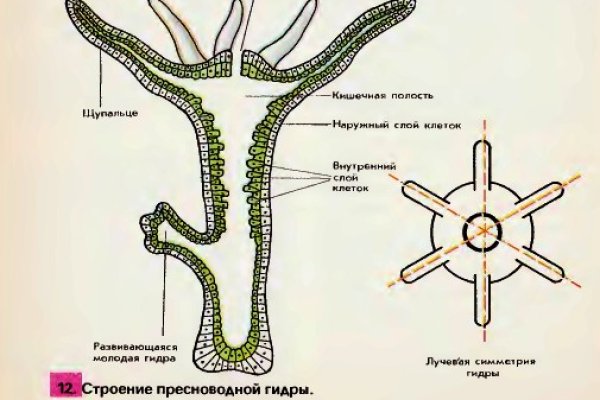 Kraken это