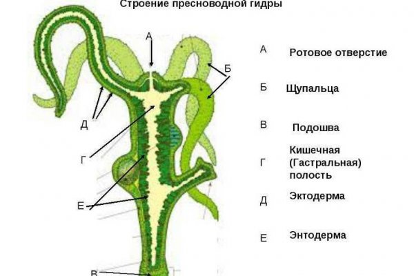 Кракен zerkalo pw